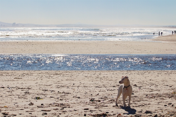 Beach sea coast water Photo