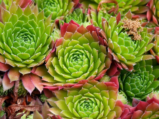 Blossom plant stem leaf Photo