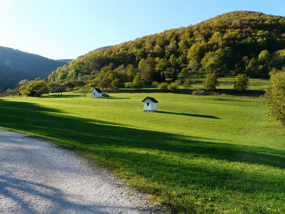 Paesaggio foresta erba montagna