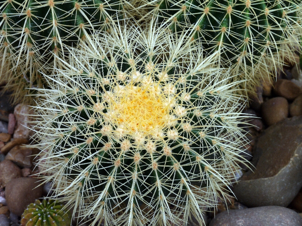 Natura fiore spinoso
 cactus
