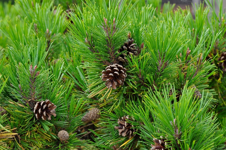 Albero ramo pianta fiore