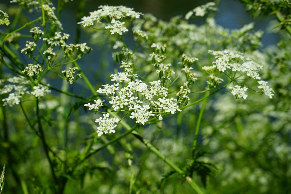 Fleurir usine blanc prairie
