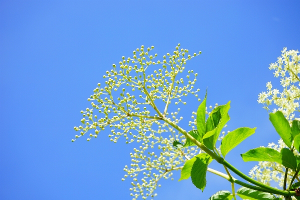 Tree branch blossom plant Photo