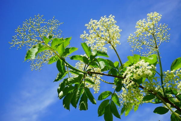 Tree nature branch blossom Photo