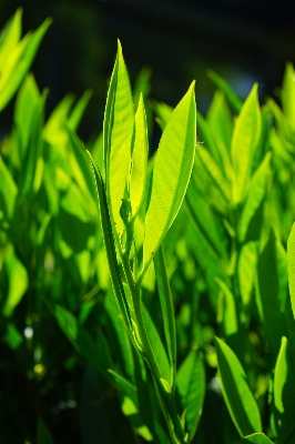 Tree nature grass branch Photo