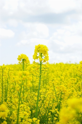 Landscape nature plant field Photo