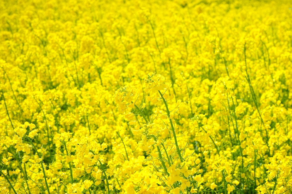 Landscape nature plant field