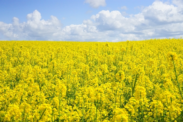 Landscape nature plant field Photo