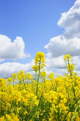 Landscape nature cloud plant Photo