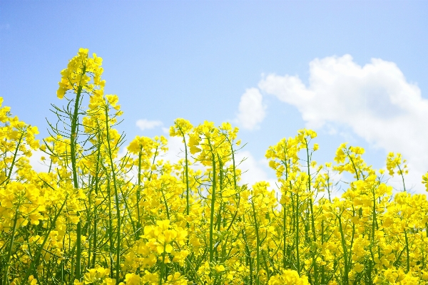 Landscape nature plant sky Photo