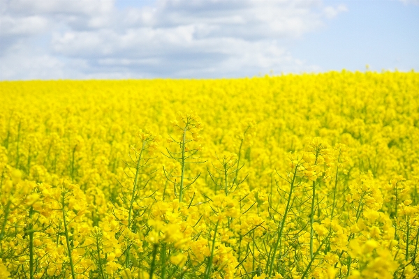 Landscape nature plant field Photo