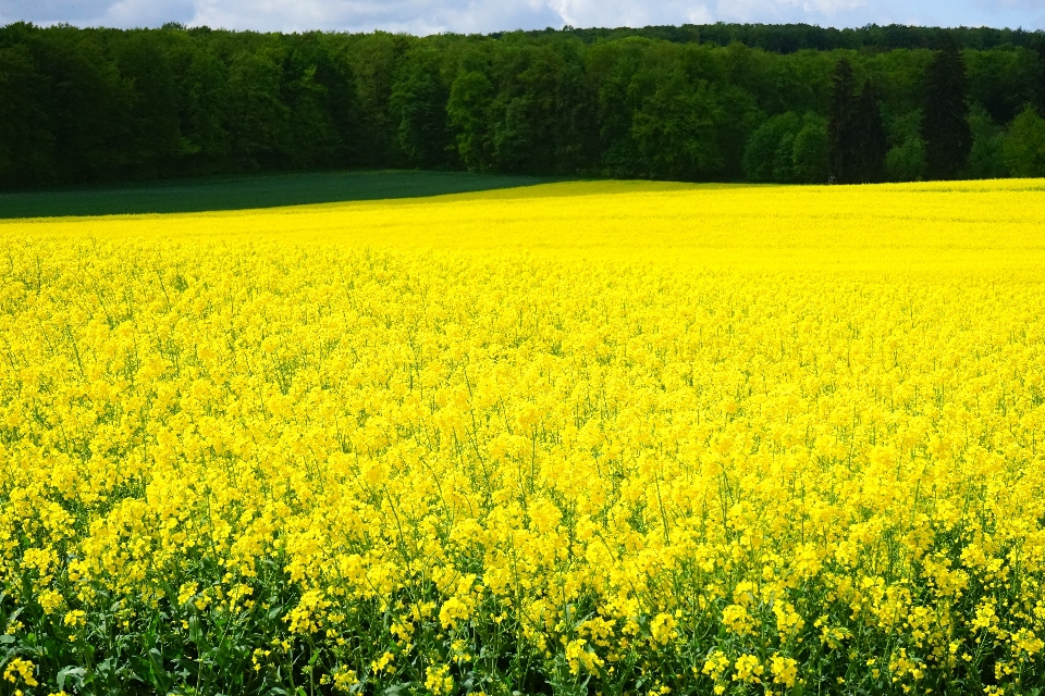 Landschaft natur anlage feld