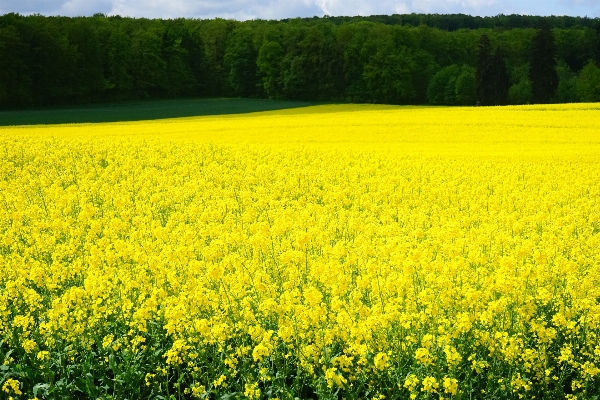 Landscape nature plant field Photo