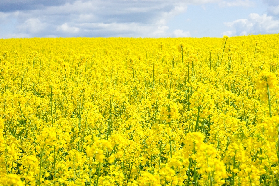 Landschaft natur anlage himmel