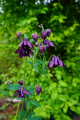 Photo Fleurir usine prairie
 fleur