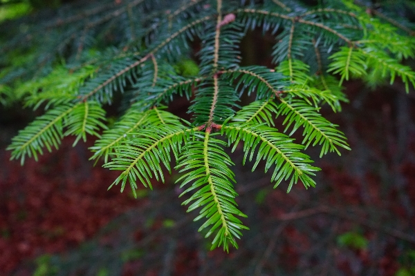 Tree forest branch growth Photo