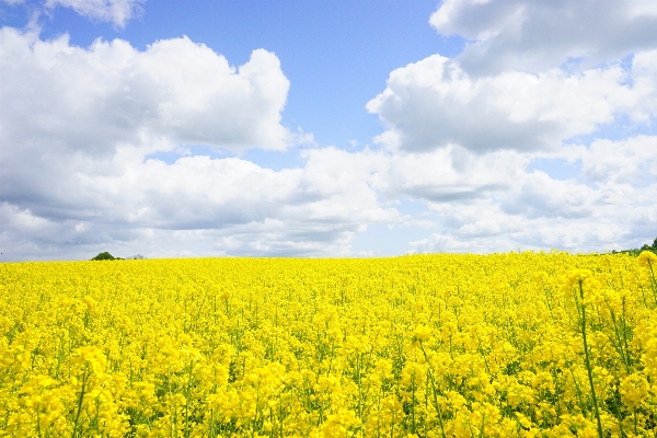 Landscape nature plant sky Photo