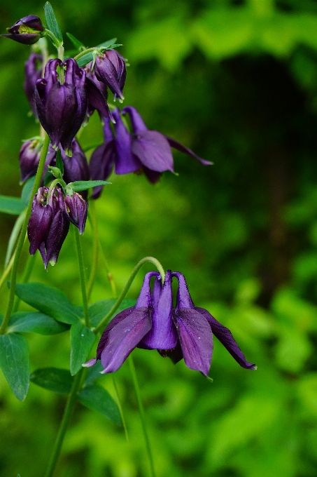 Florescer plantar flor botânica
