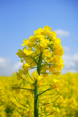 Landscape tree nature blossom Photo