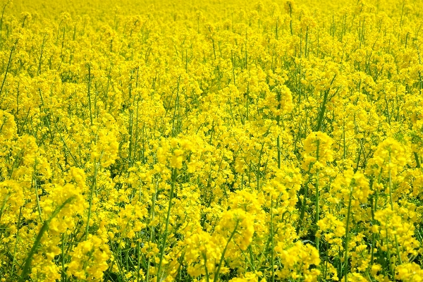 Landscape nature plant field Photo