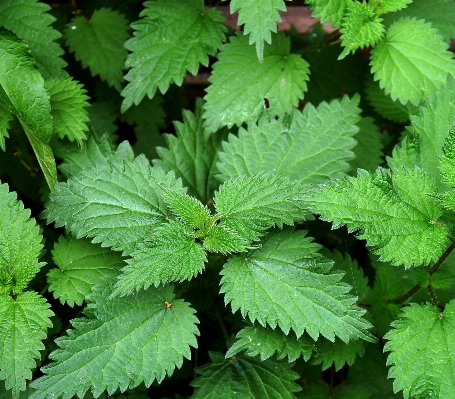 Foto Tanaman daun bunga basah