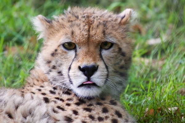 自然 草 動物 かわいい 写真