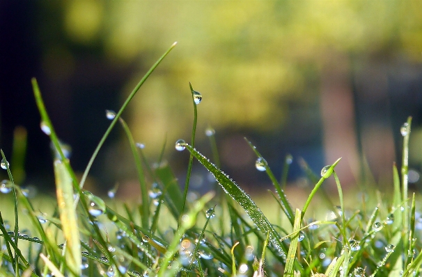 Water nature grass branch Photo