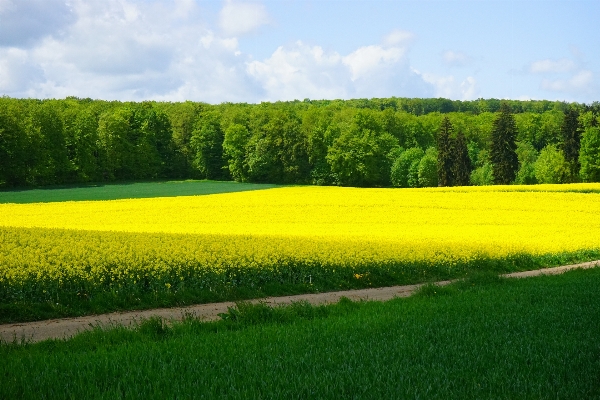 Landscape nature grass plant Photo