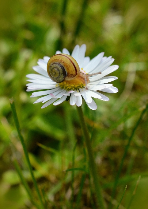 Nature herbe usine prairie
