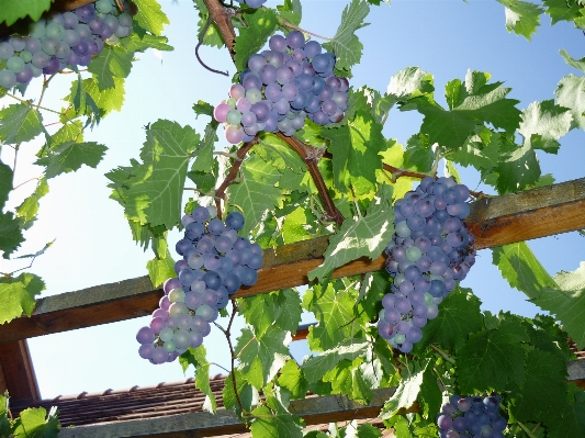 Nature plant grape vine Photo