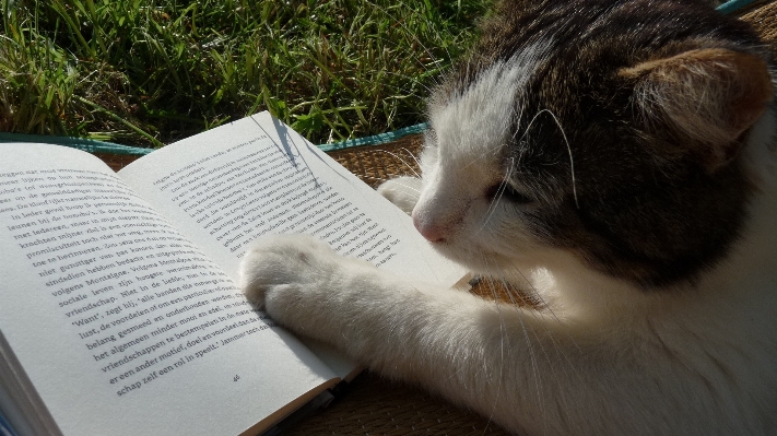 Book reading kitten cat Photo