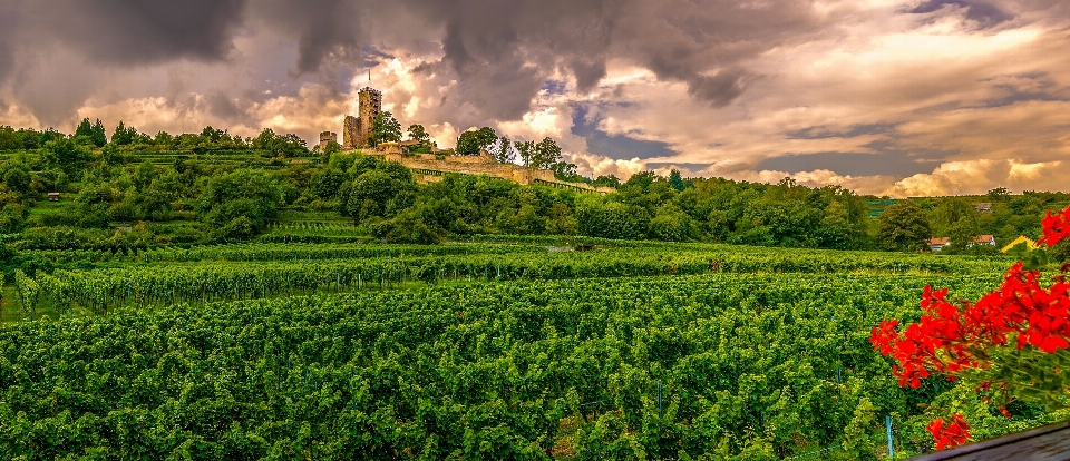 Natura erba pianta vigneti