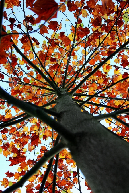 Tree nature branch light