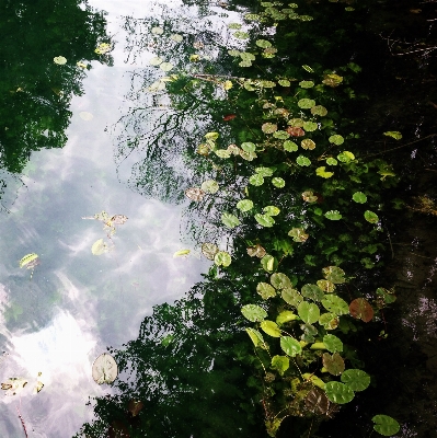 Tree water nature forest Photo