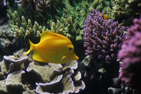 Foto Mare acqua oceano animale