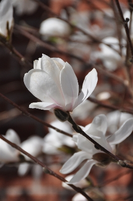 Nature branch blossom plant Photo