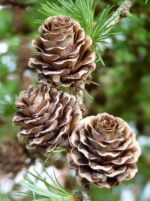 Tree nature branch plant Photo