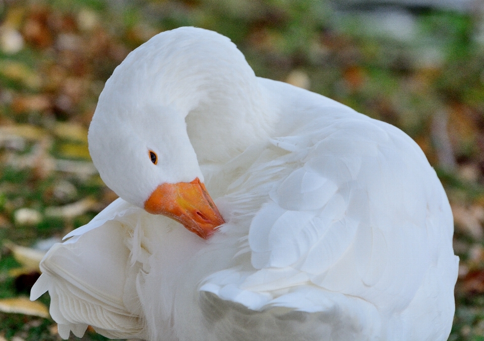 Uccello ala bianco fiore