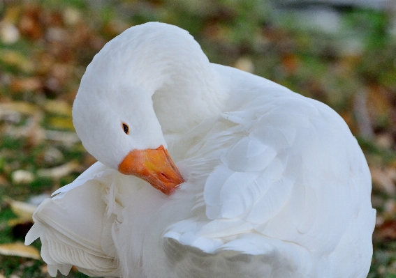 Photo Oiseau aile blanc fleur