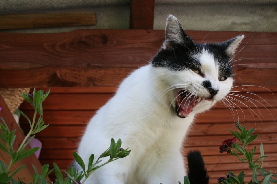 宠物 猫 哺乳动物 胡须