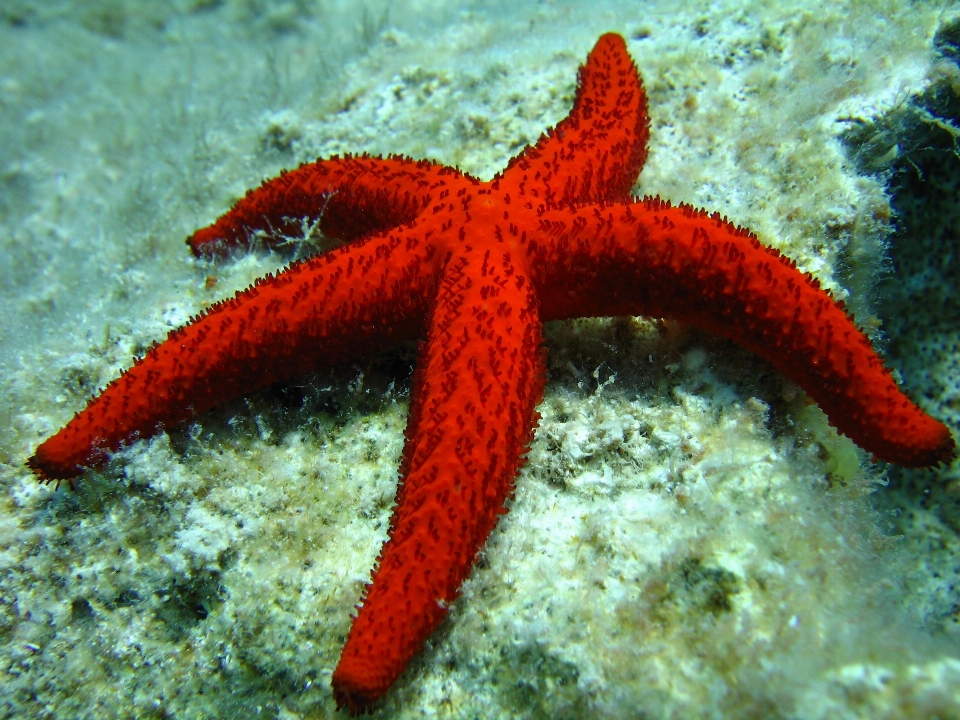 Mar mergulhando embaixo da agua biologia