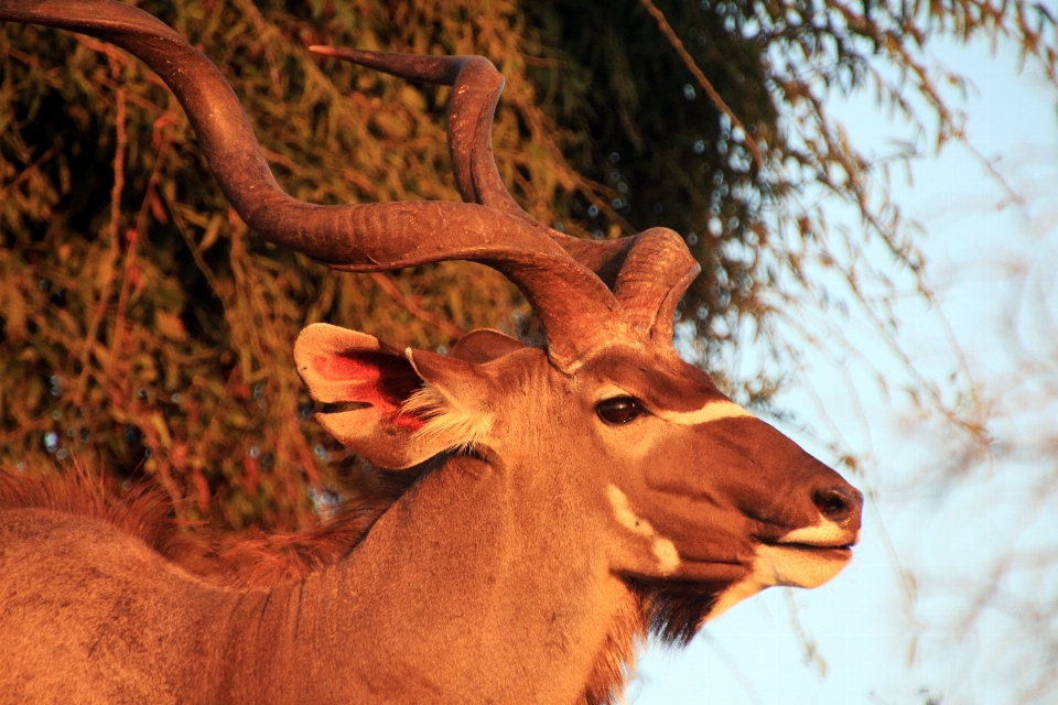 Landscape nature wilderness animal