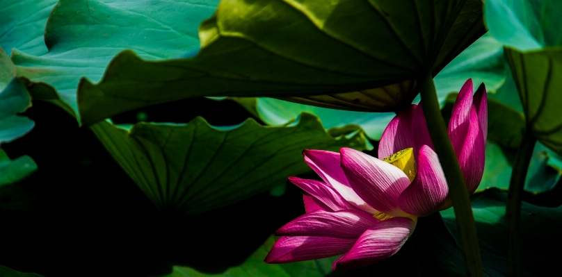 Foto Plantar folha flor pétala