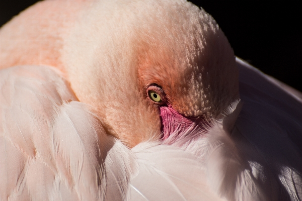 Foto Natureza pássaro asa animal