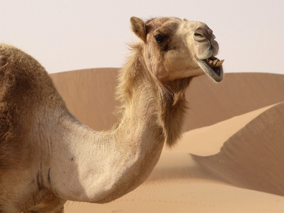 Desert camel mammal fauna