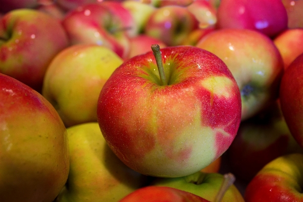 Apple anlage frucht essen Foto