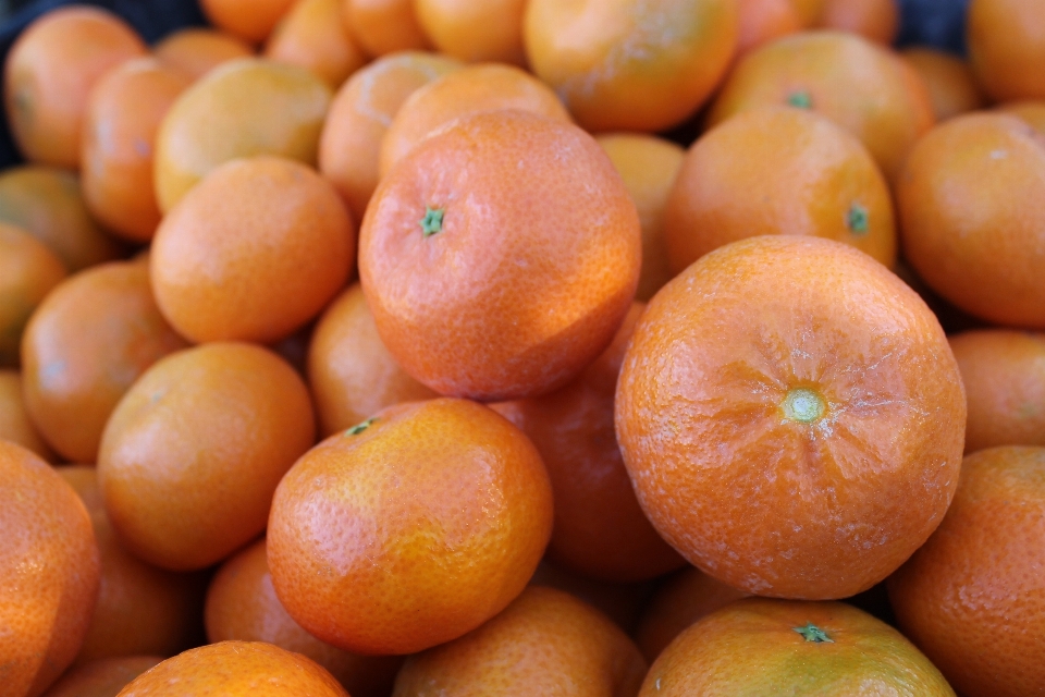 Planta fruta naranja alimento