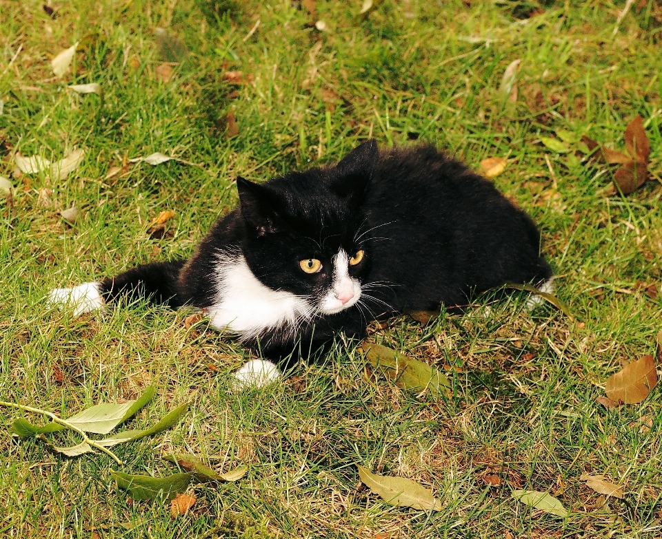 草 黒と白
 子猫 猫