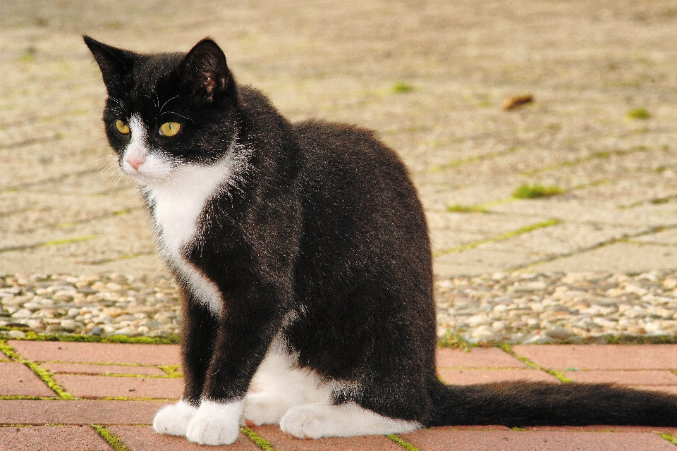 Black and white cat mammal