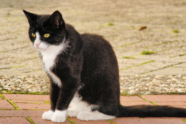 Black and white cat mammal Photo